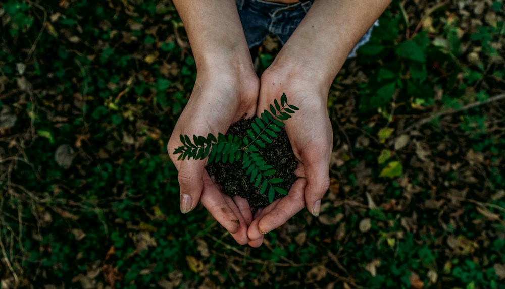 Tree Plantation Drives
